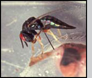 Female C. grandis ovipositing in a parafilm capsule