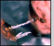 This is a feeding tube produced by a C. grandis female with its ovipositor. 