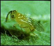 Eretmocerus eremicus female