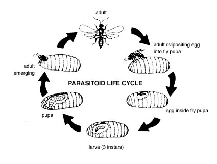 Parisitoid Life Cycle