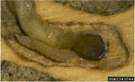 A. flavipes late pupal stage within host