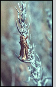 Grasshopper cadavers at tops of stem.