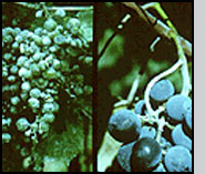Grape cluster infected with powdery mildew. 