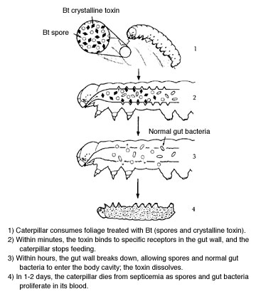 Action of Bacillus thuringiensis var. kurstaki on caterpillars