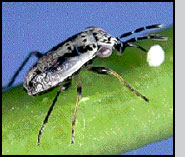 Bigeyed bug nymph feeding on corn earworm egg. J.K.Clark Courtesy of the Univ. of Calif. Statewide IPM Project