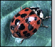 Adult with full complement of spots. J.Ogrodnick