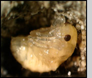 pupa of L. grandis