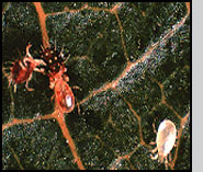 Adult Neoseiulus attacking a European red mite. Note the pale adult in the lower right that has not yet fed. G.Catlin