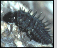 C. kuwanae larva feeding on euonymus scale.C.Sadof
