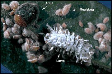 Mealybug destroyer adult and larva attacking citrus mealybugs. 