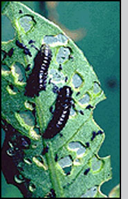  Bottom:A. hygrophila larvae. Note the window-like appearance of the holes on the leaves. 