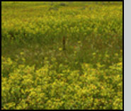  Bottom: Localized leafy spurge mortality, one year after A. flava release (at stake). R.Hansen