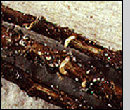  Center: Larvae feeding on leafy spurge roots.
