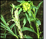 Bottom: Aphthona adults; feeding damage on leafy spurge foliage. 
