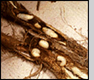 Bottom: C. achates damage to knapweed root; exposed larvae and pre-pupae. R.Richard