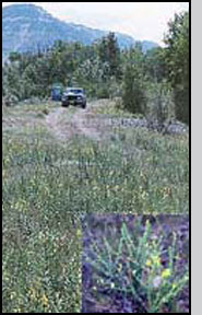 Dalmatian toadflax infestation: W.Hartung, NRCS; and plant (inset): R.Hansen, USDA-APHIS