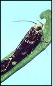 Eteobalea sp. adult moth.  C.Paetel, CABI Biosciences