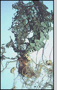 Bottom: G. linariae root galls on toadflax plant. C. Paetel, CABI Biosciences 