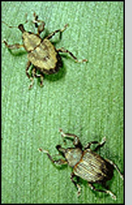 Top: N. eichhorniae left, N. bruchi right. Notice tan chevron on back of N. bruchi. 
