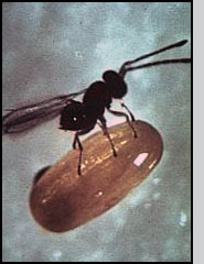 A. flavipes female on host egg