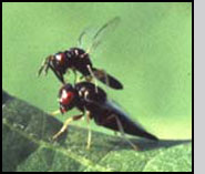Male and female C. grandis during mating.