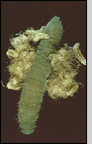 Larvae of Cotesia glomerata
