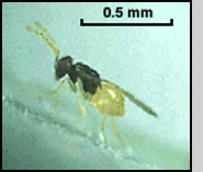 Adult female Encarsia inaron.