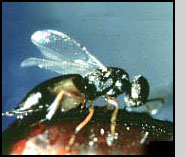 M. raptor on fly puparium. 