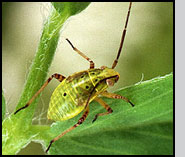 Tarnished plant bug (Lygus lineolaris) nymph.