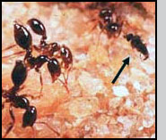 (Above and below) Pseudacteon flies  (arrows) attacking fire ants. The ants  in the photograph below are  Solenopsis invicta.