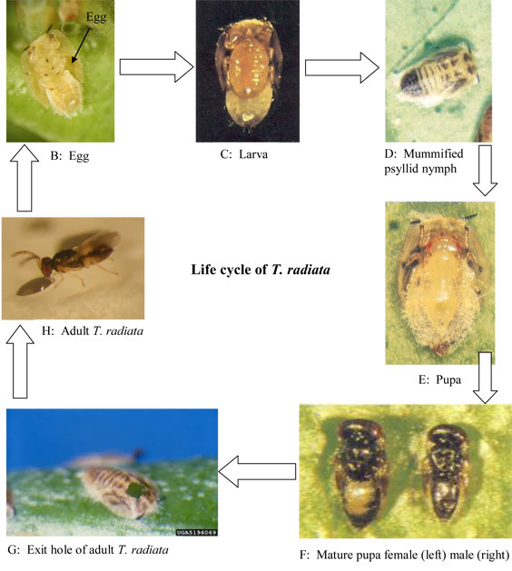 T. radiata Life Cycle