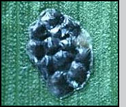 European corn borer egg mass turned black indicating parasitism by Trichogramma ostriniae.