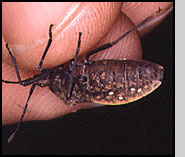 Location of Trichopoda pennipes eggs on squash bug host. 