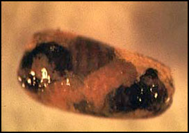 A. flavipes late pupal stage within host