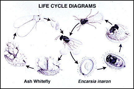 Encarsia inaron Life Cycle