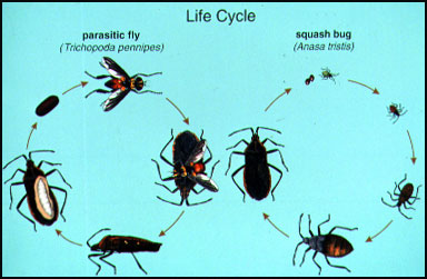 Life Cycle