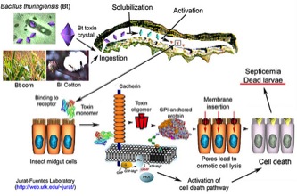 New Role for a Commercially Available Bioinsecticide: Bacillus