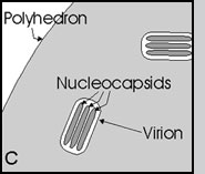 C) Diagram of polyhedron cross-section