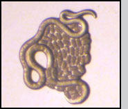Fungal-feeding form of the Sirex nematode