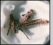 Sporulating grasshopper cadavers.