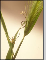 Adult female Mermis nigrescens nematode on foliage.