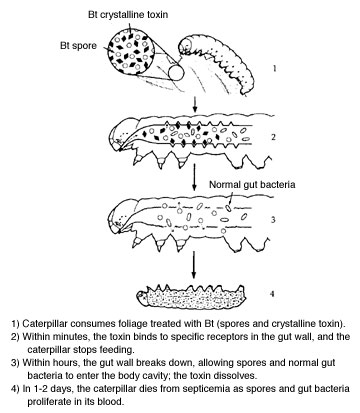 Bacillus Thuringiensis Is Used To Control