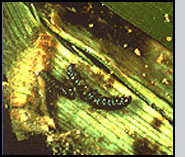 European Corn Borer larvae infected with Bacillus thuringiensis. Courtesy Nova Nordisk Entotech, Inc.