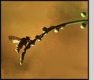 Root maggot flies infected with fungus often die in an upright position on weeds