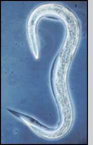 Entomopathogenic  nematode 	