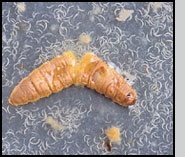 Infected caterpillar (wax moth larva) with nematodes emerging