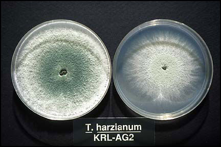 Cultures of Trichoderma harzianum strain T-22 (KRL-AG2) growing on potato dextrose agar.