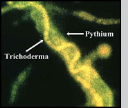 Fig. 2(A): Mycoparasitism by a Trichoderma strain on the plant pathogen (Pythium) on the surface of pea seed.