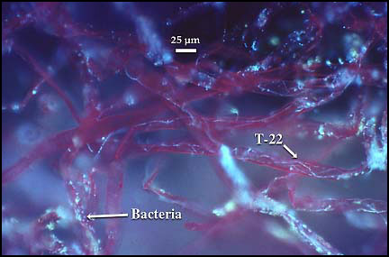 Fig. 3: Colonization of root hairs of corn by the highly rhizosphere competent strain of T. harzianum T22. 