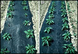 Fig. 5: Improved survival of pepper plants in the field as a consequence of better root development caused by growth of seedlings in the greenhouse in the presence of T22